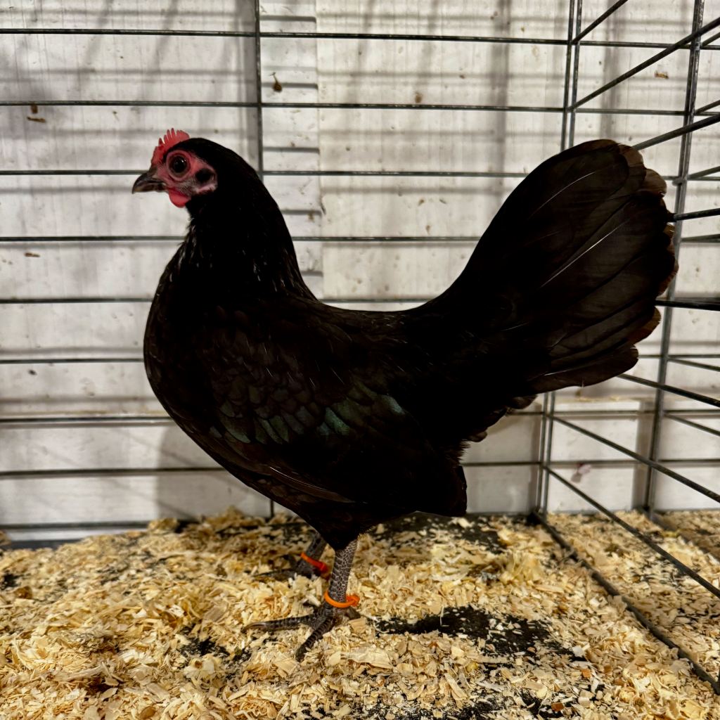 bantam chicken, old english game, poultry pages