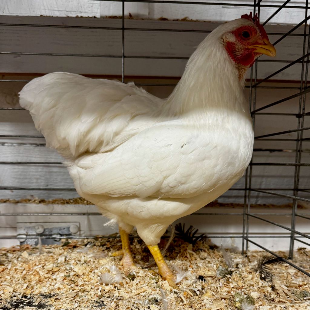 plymouth rock, bantam chicken, poultry pages