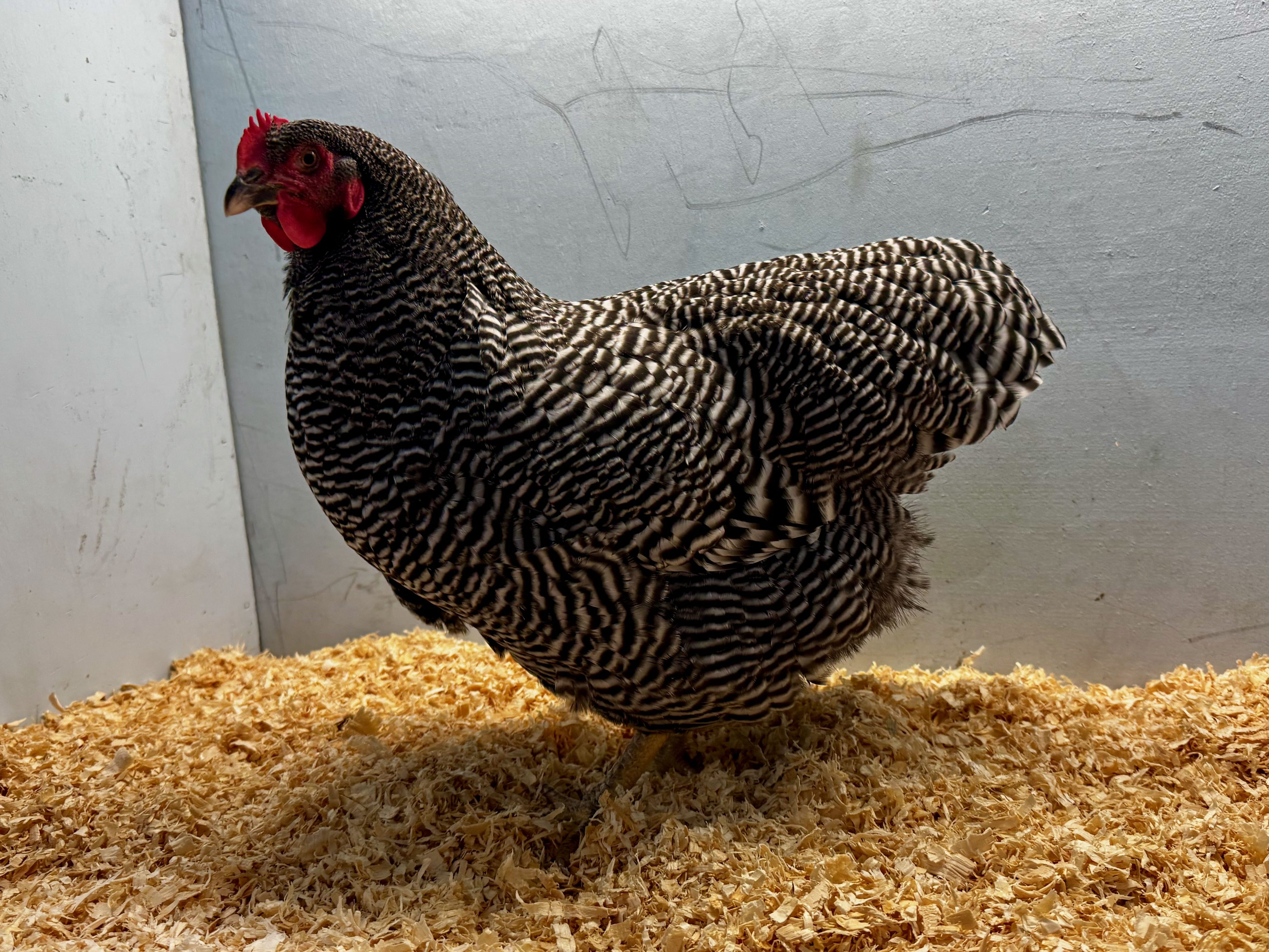 large fowl, plymouth rock, poultry pages