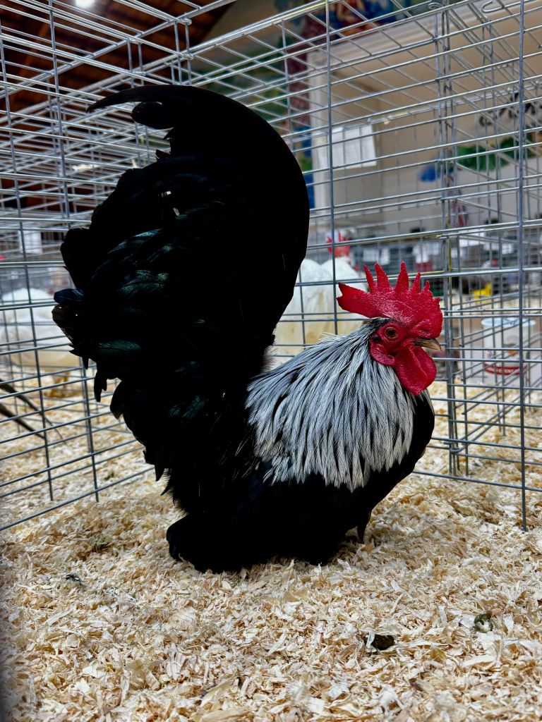 japanese, bantam chicken, poultry breeds