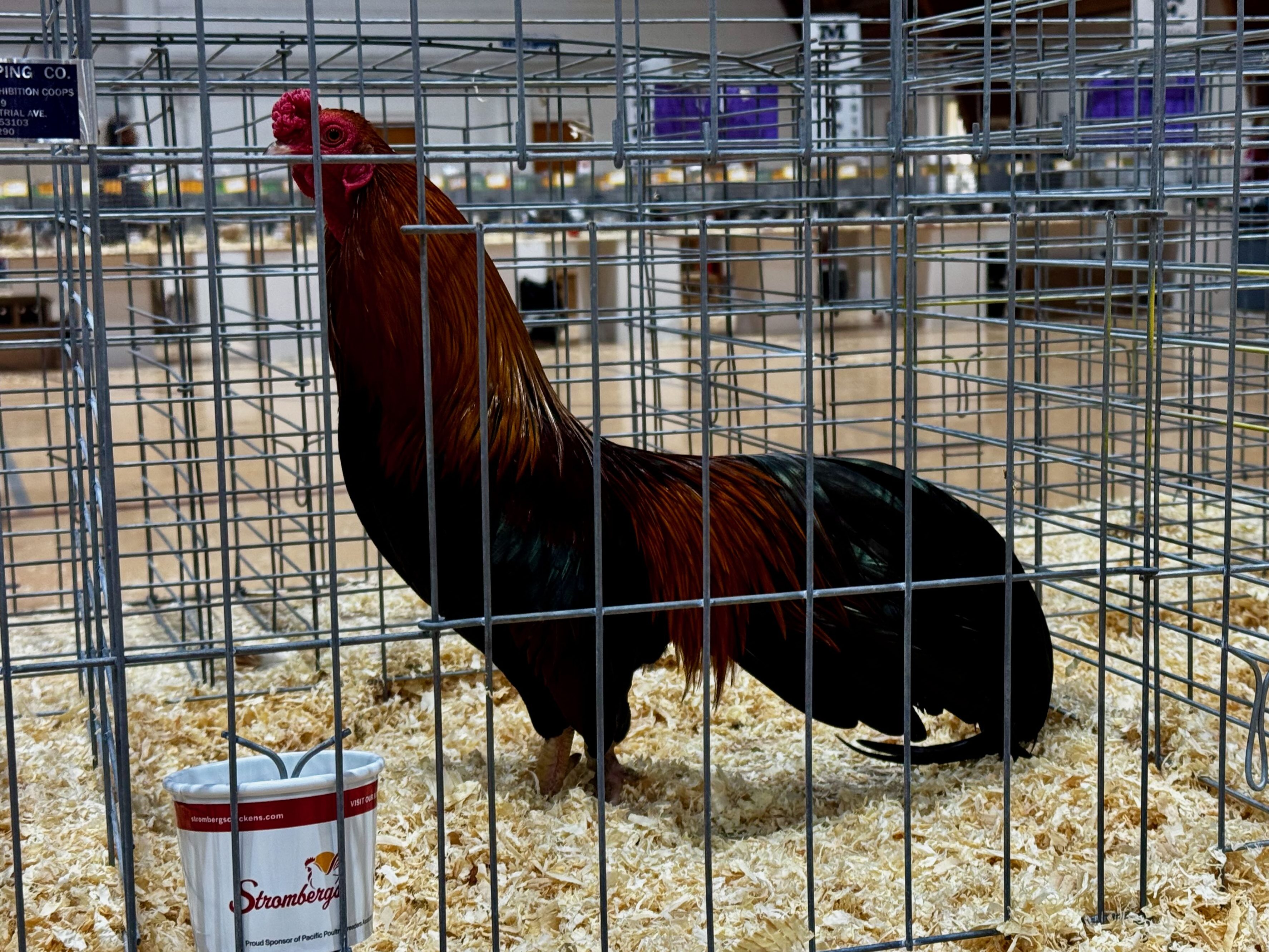 cubalaya, bantam chicken, poultry breeds