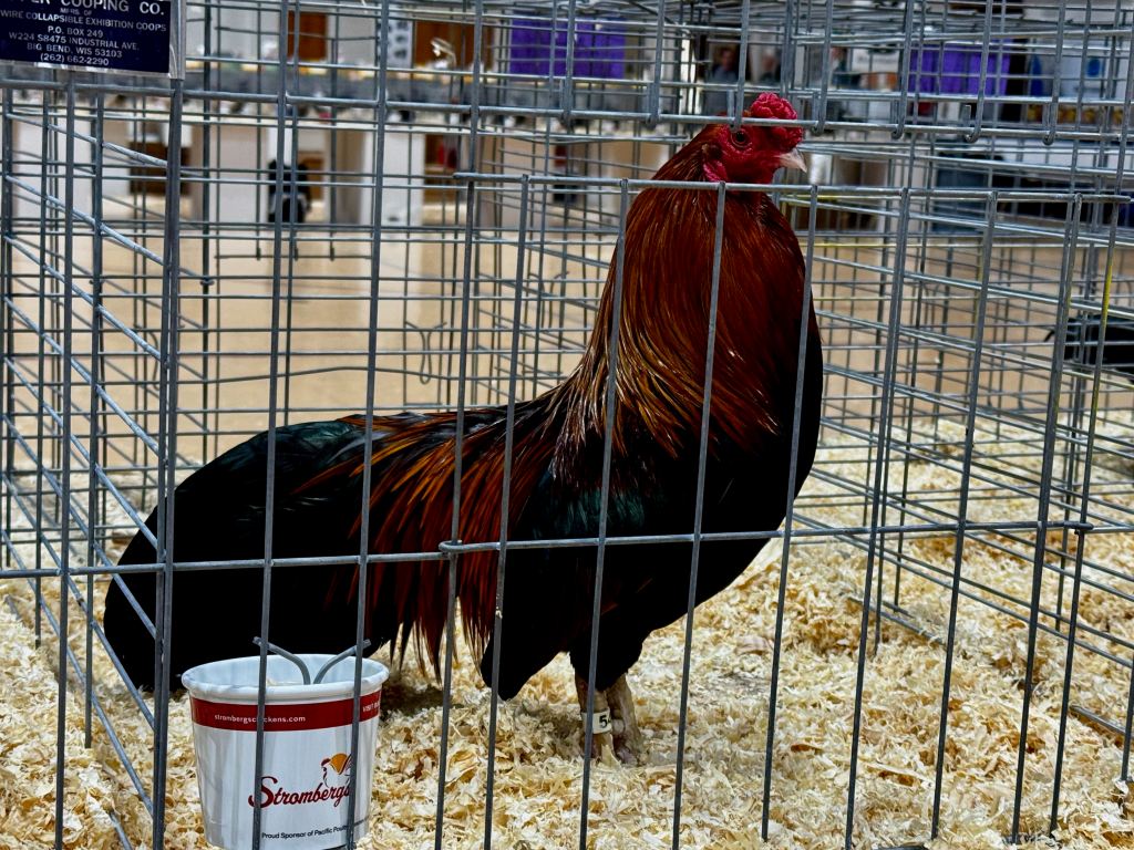 cubalaya, bantam chicken, poultry breeds