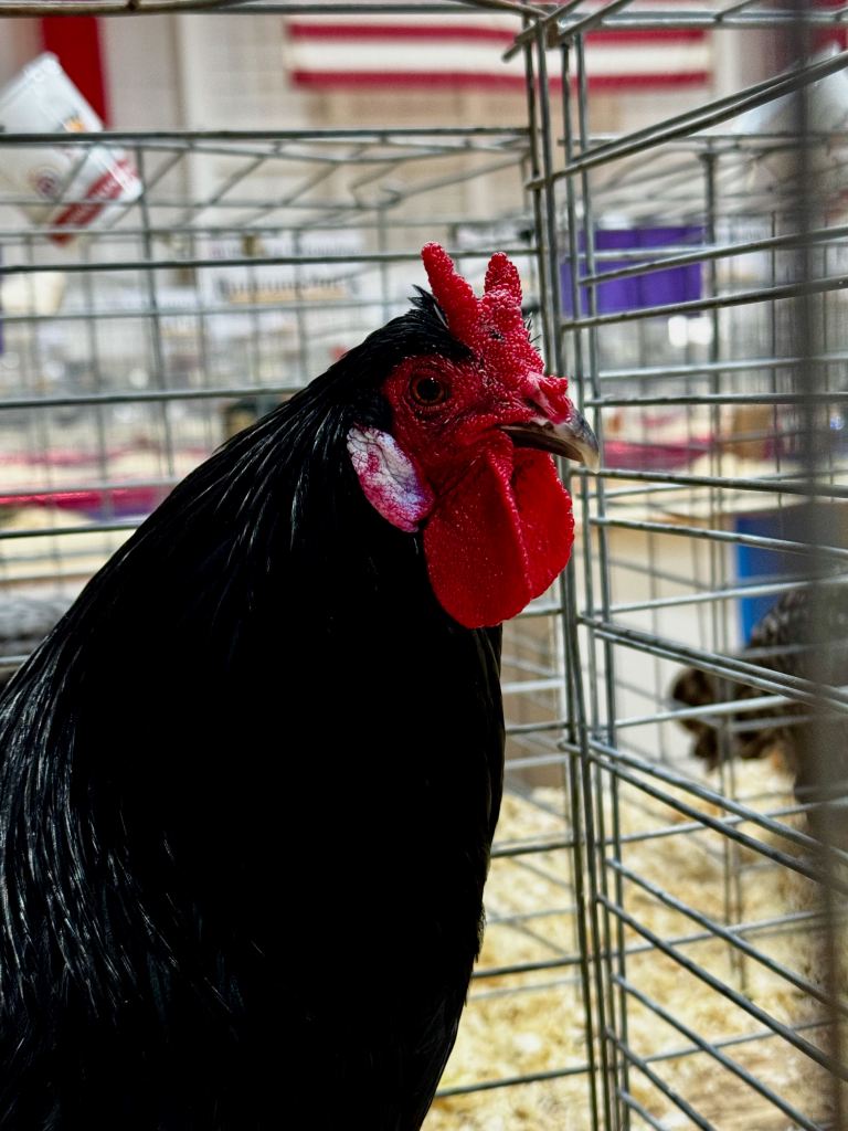 la fleche, bantam chicken, poultry breeds