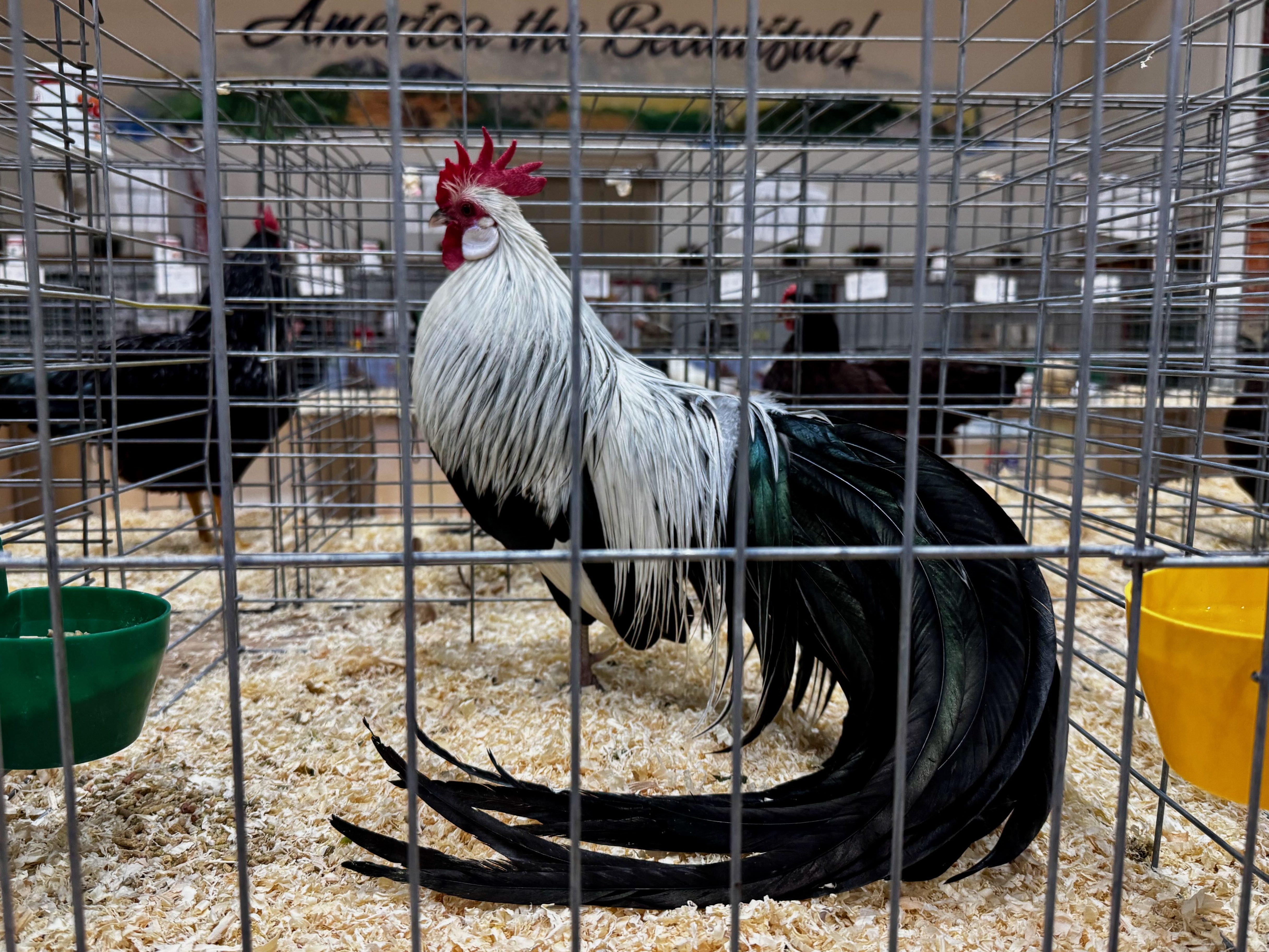 phoenix, bantam, poultry pages