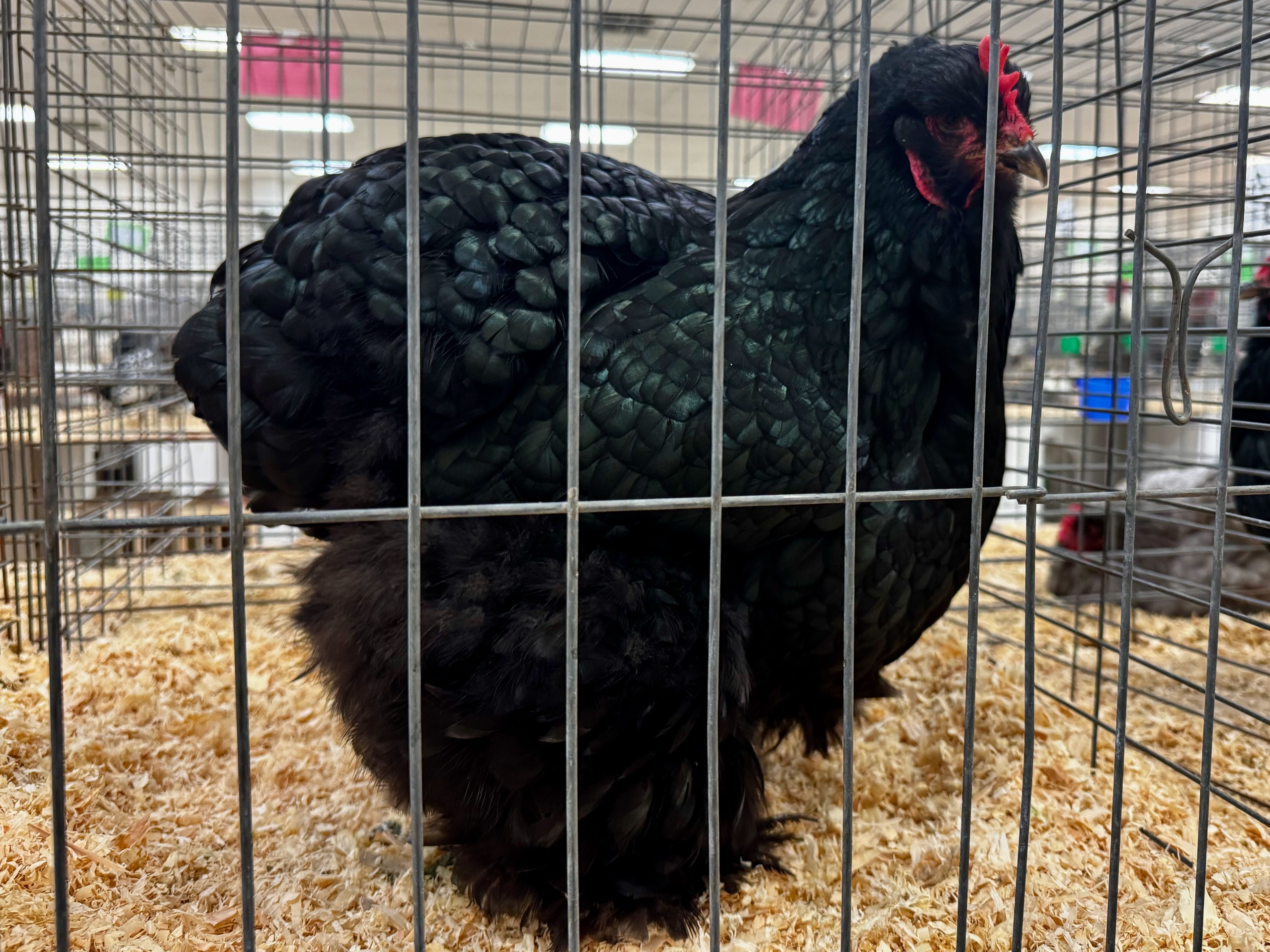 cochin, large fowl, poultry pages