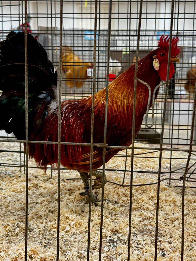 sicilian buttercup, large fowl, poultry pages