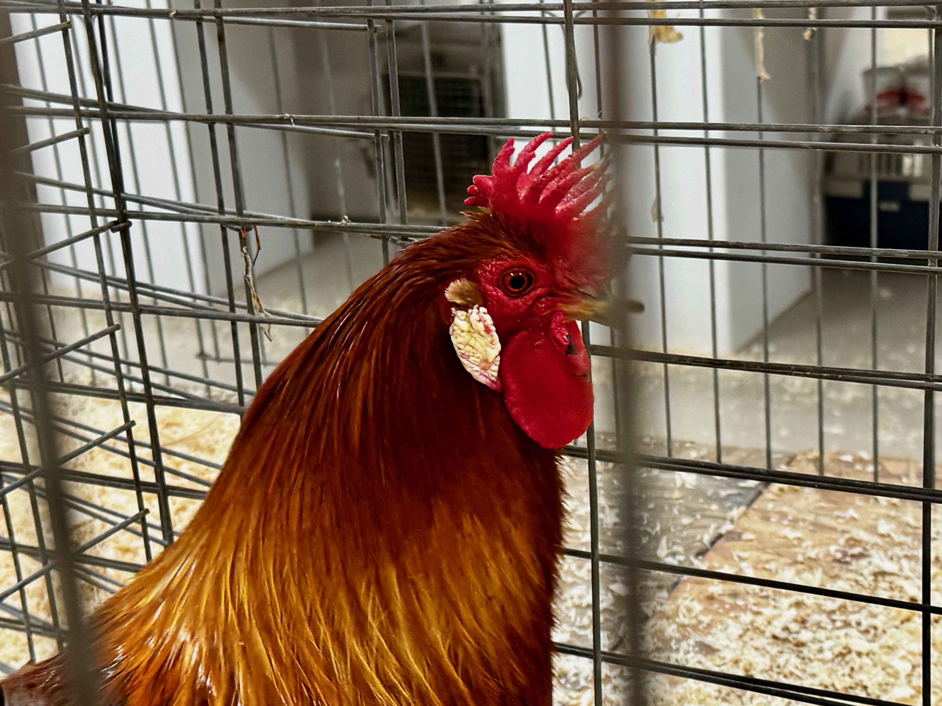 sicilian buttercup, large fowl, poultry pages