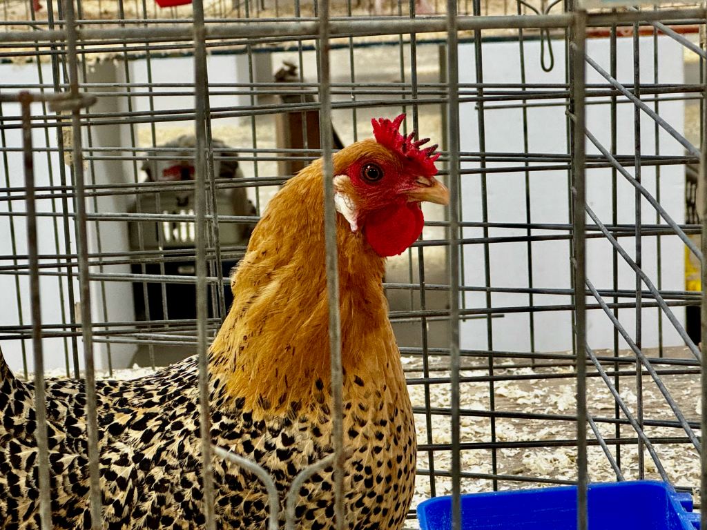sicilian buttercup, large fowl, poultry pages