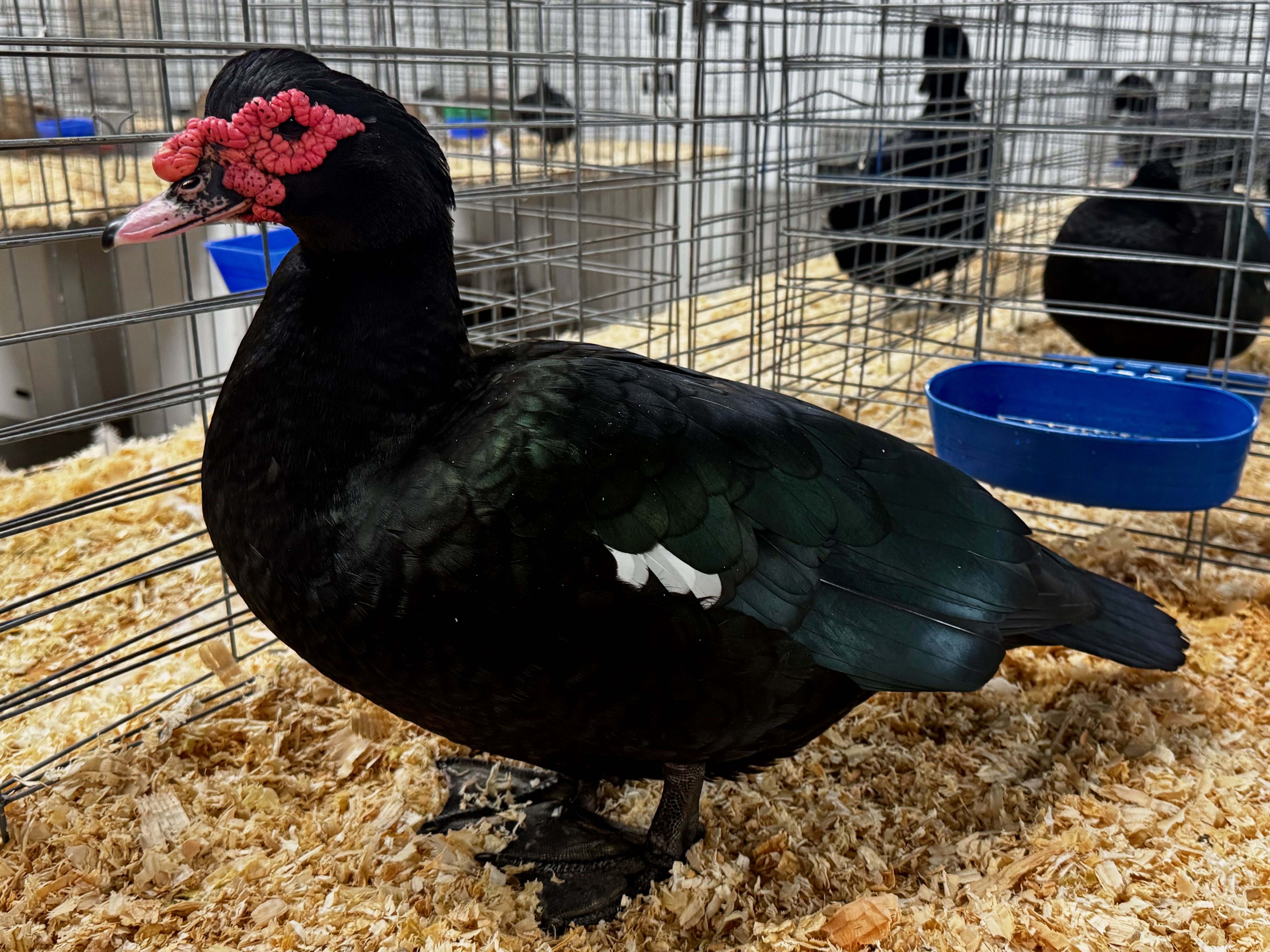 muscovy, waterfowl, poultry pages