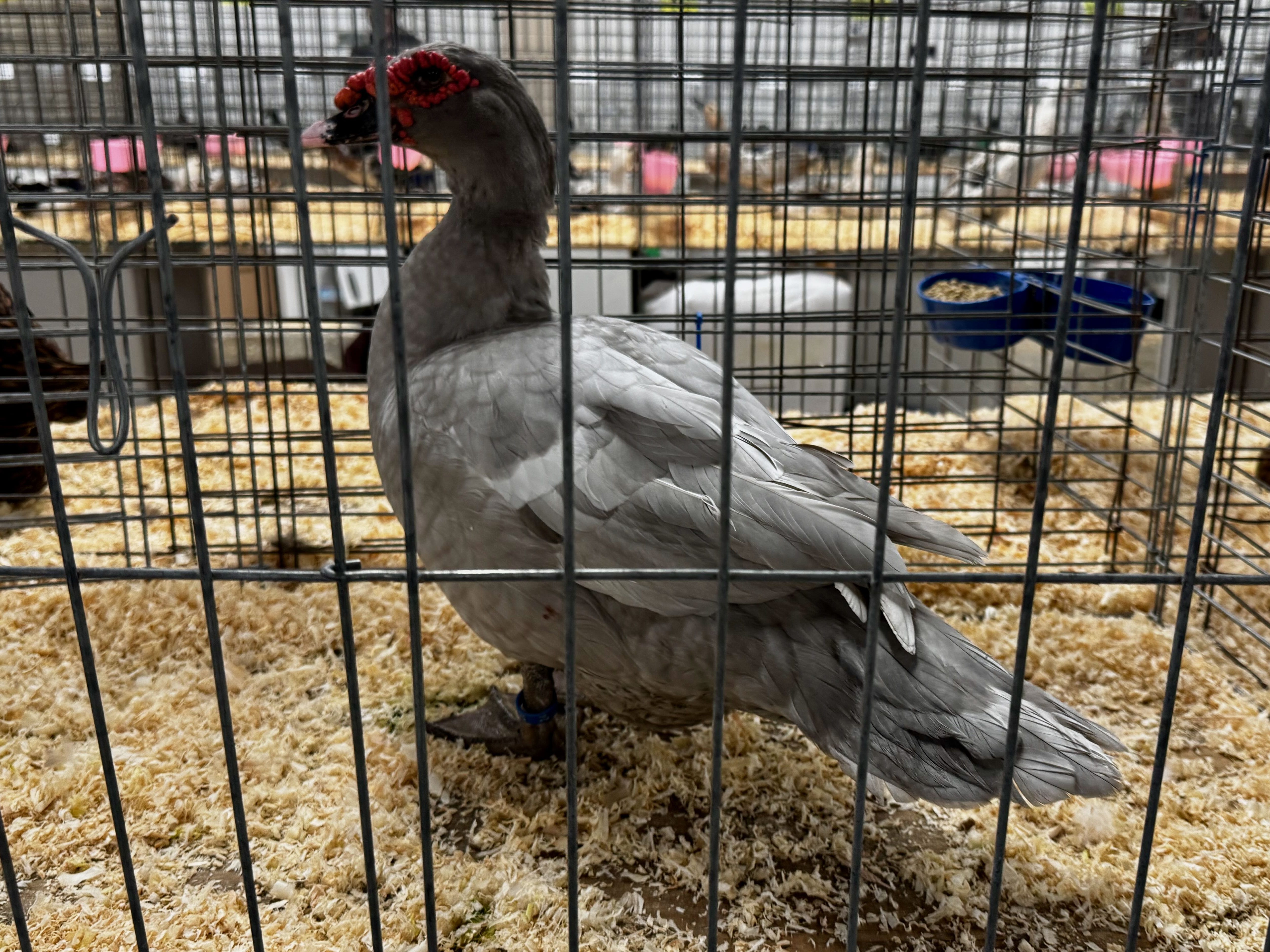 muscovy, waterfowl, poultry pages