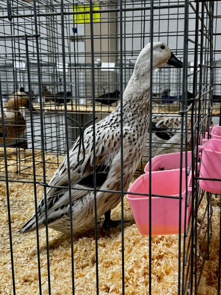 welsh harlequin, waterfowl, poultry pages