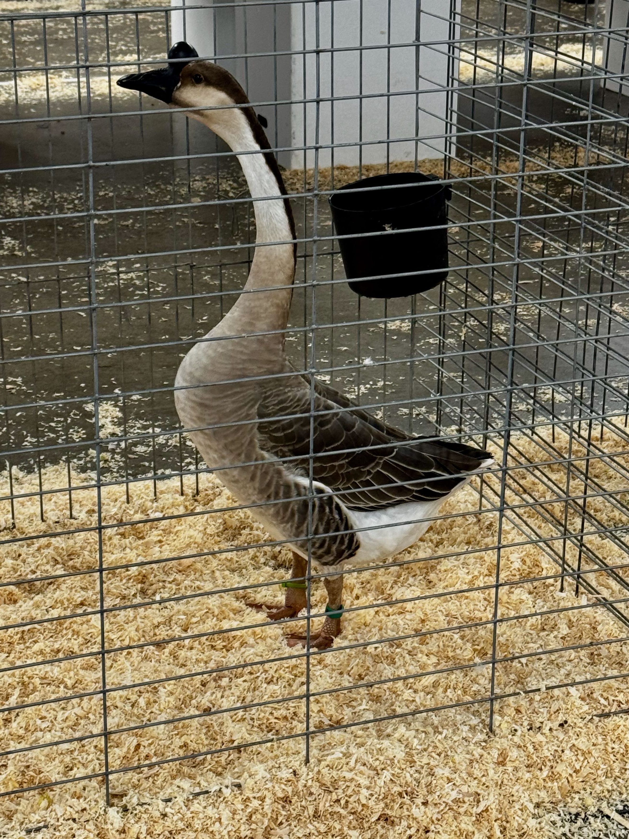 chinese, geese, waterfowl, poultry pages
