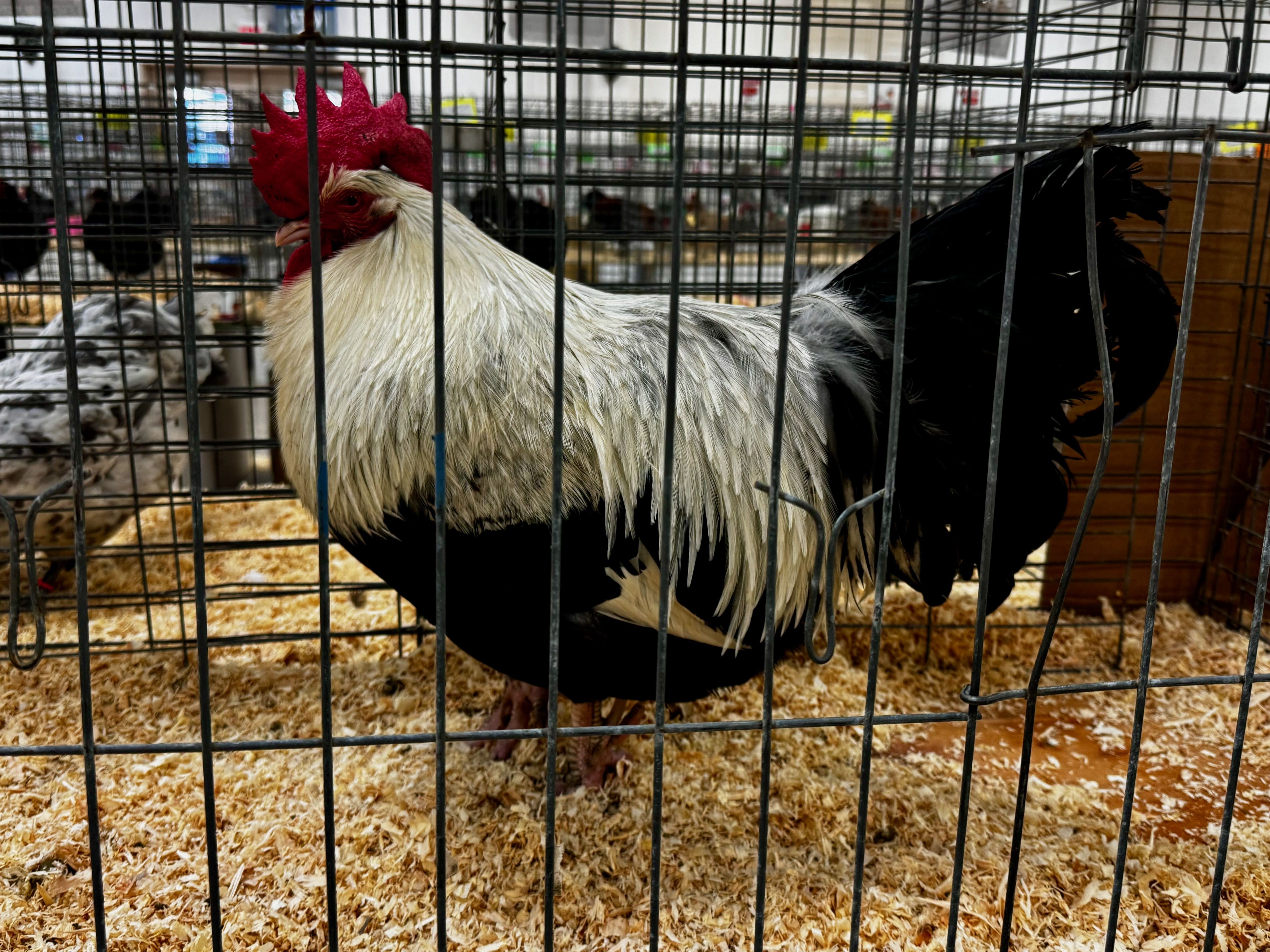 dorking, largefowl, poultry pages