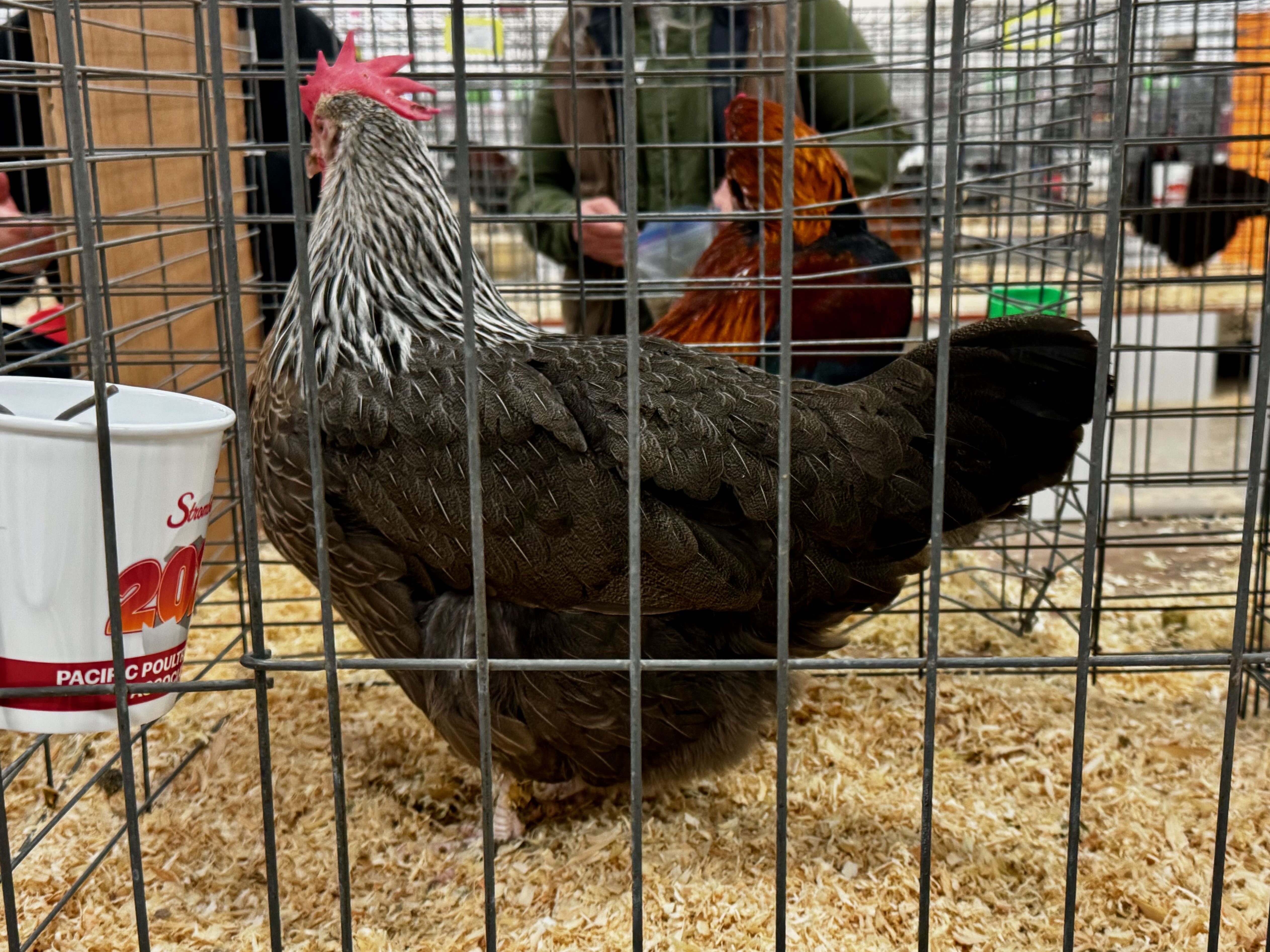 dorking, largefowl, poultry pages