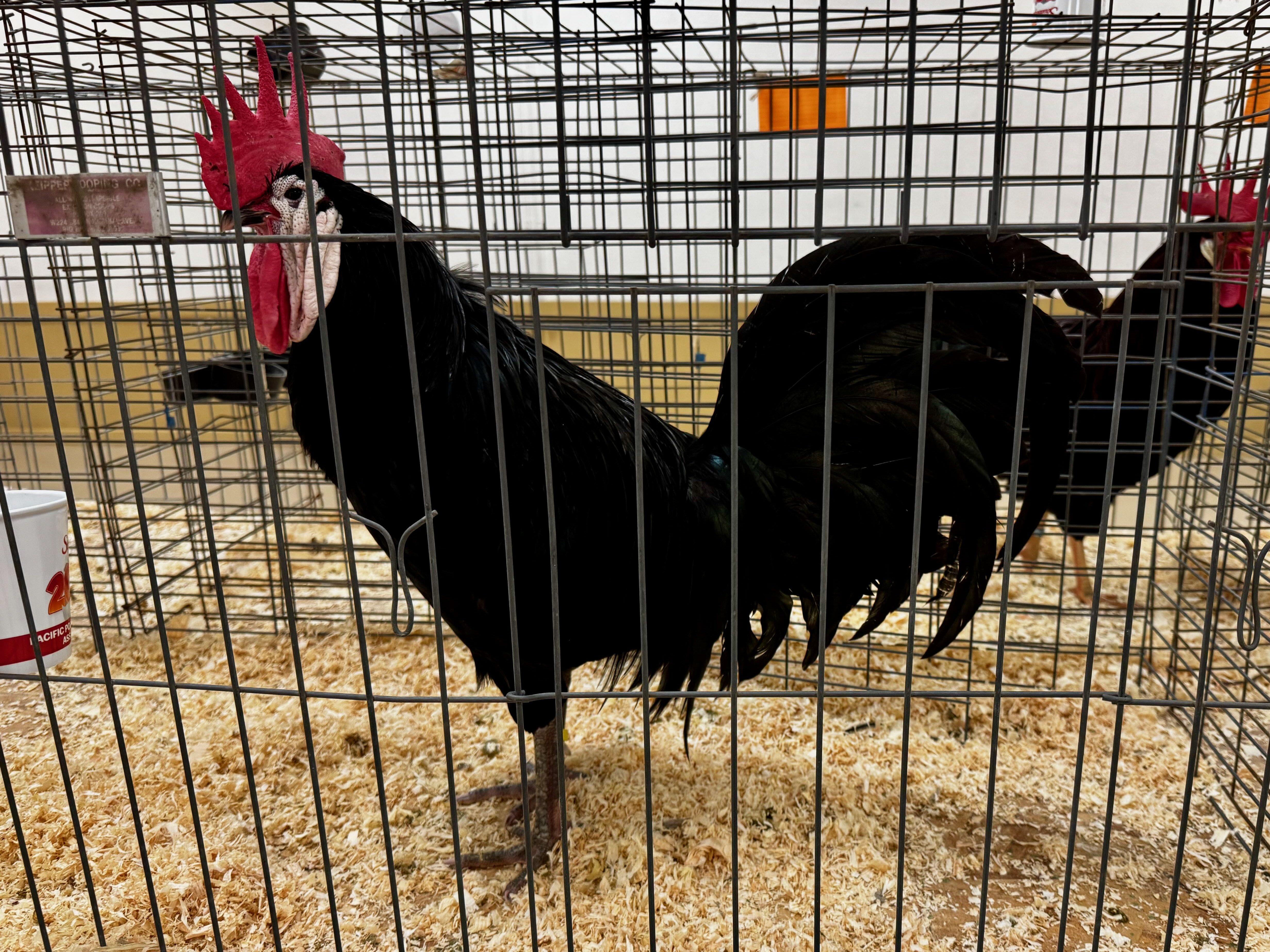 white faced black spanish, largefowl, poultry pages