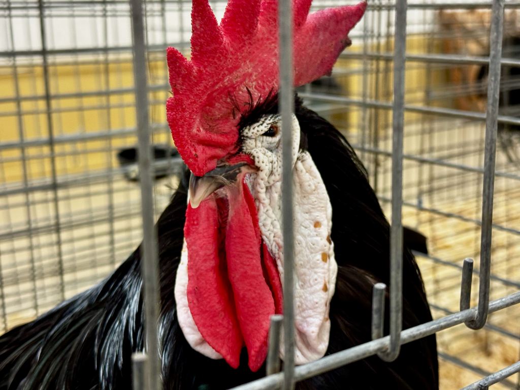 white faced black spanish, largefowl, poultry pages